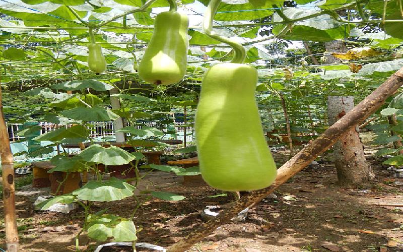 20 Beauty Benefits of Bottle Gourd / Bottle Gourd Juice / Lauki and Uses for Skin, Health