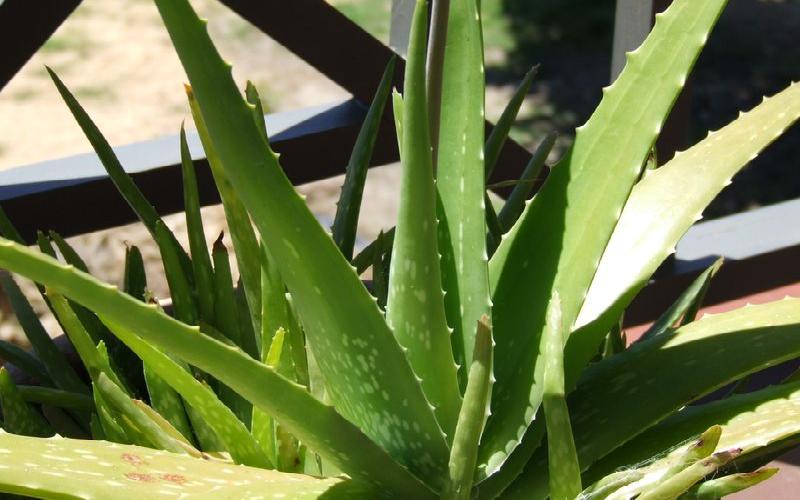 5 Known Aloe Vera drink benefits | Juice for Health and Beauty