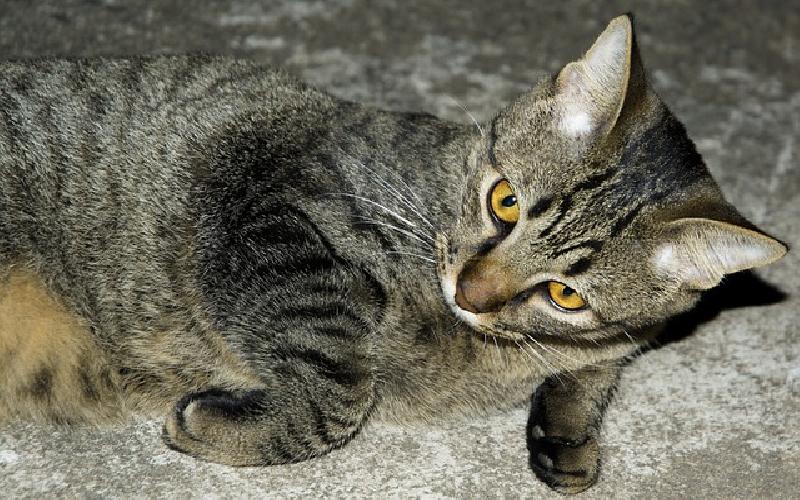 Community Cats Rescues Stray Cat Population in Bedford, New York