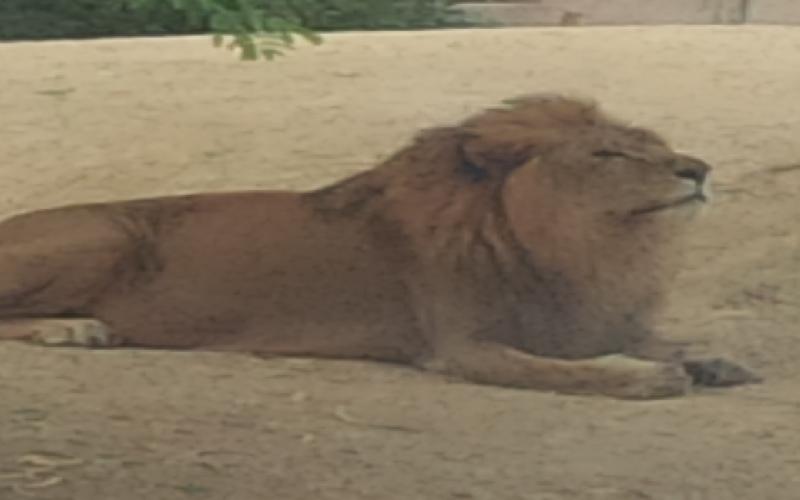 Visiting the World Class Al Ain Zoo in Abu Dhabi in the Green Belt