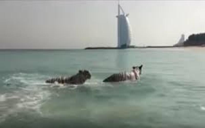 Photographing Tigers Frolicking on the Beach in Dubai