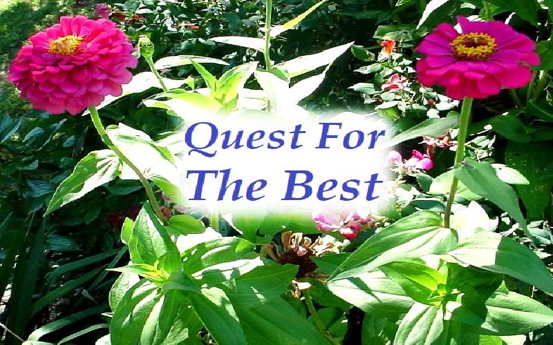 Quest For The Best