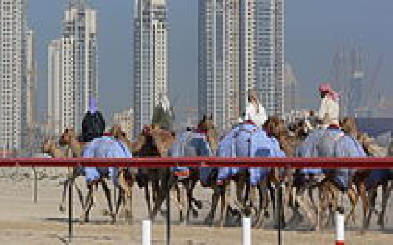 Camel Racing is a big sport in Dubai and Abu Dhabi