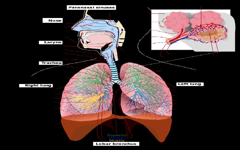 Parts of the Respiratory System and their Functions