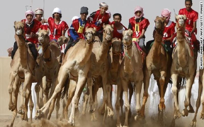 Camel Racing is Big Money in the UAE
