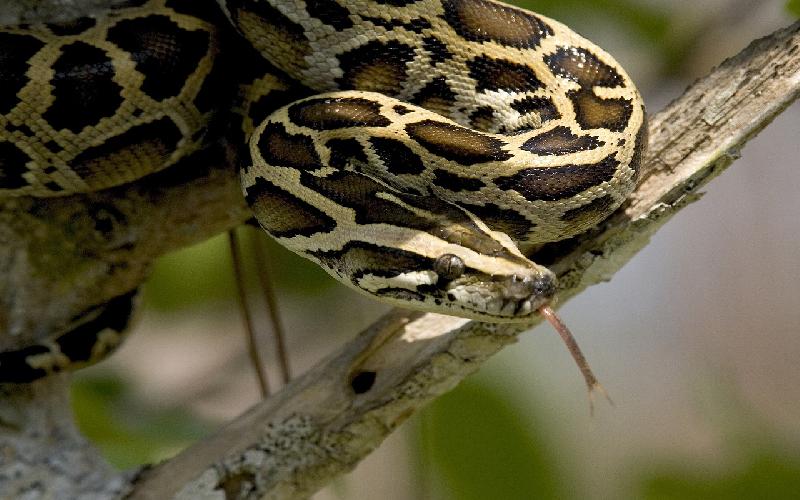 Worst Case Scenario: Burmese Python Invasion