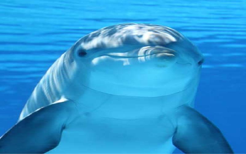 Dolphins: Graceful, Elegant Creatures