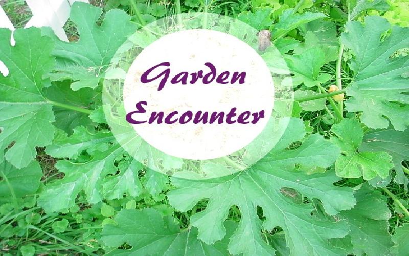 Garden Encounter