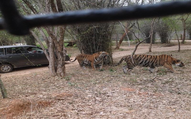 Bannerghatta National Park Information and Guide