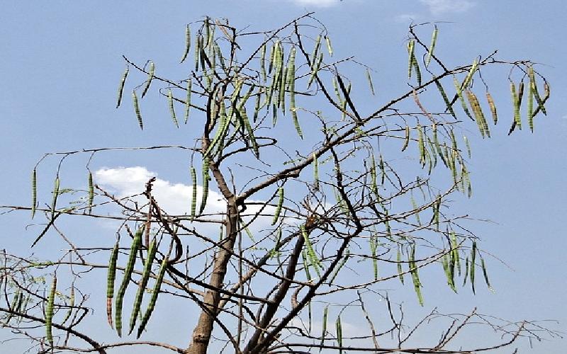15 Amazing Health Benefits of Drumstick / Moringa : Leaves, Seed Pods, Flowers