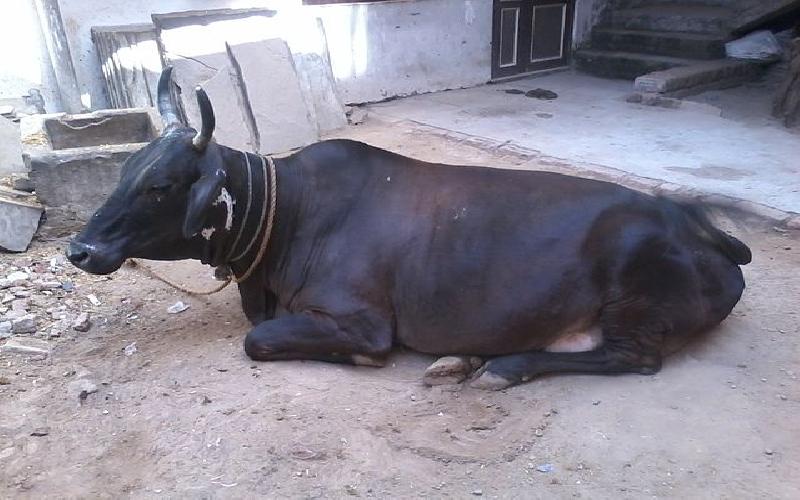 Why do Hindus Regard the Cow as Sacred ?